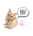 笹かまアイドル白玉ちゃん（個別スタンプ：2）