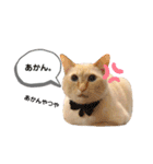 笹かまアイドル白玉ちゃん（個別スタンプ：5）