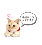 笹かまアイドル白玉ちゃん（個別スタンプ：6）
