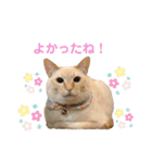 笹かまアイドル白玉ちゃん（個別スタンプ：13）