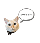 笹かまアイドル白玉ちゃん（個別スタンプ：21）