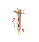 笹かまアイドル白玉ちゃん（個別スタンプ：23）