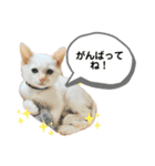 笹かまアイドル白玉ちゃん（個別スタンプ：24）