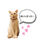 笹かまアイドル白玉ちゃん（個別スタンプ：28）