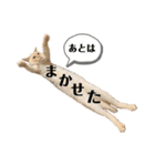 笹かまアイドル白玉ちゃん（個別スタンプ：36）