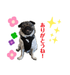 パグの楽の暮らしの言葉（個別スタンプ：1）