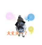 パグの楽の暮らしの言葉（個別スタンプ：5）