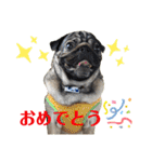パグの楽の暮らしの言葉（個別スタンプ：7）