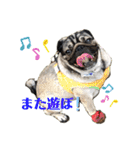 パグの楽の暮らしの言葉（個別スタンプ：10）