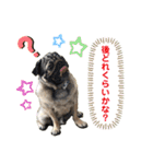 パグの楽の暮らしの言葉（個別スタンプ：11）