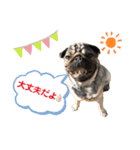 パグの楽の暮らしの言葉（個別スタンプ：12）