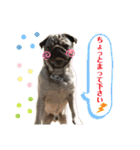 パグの楽の暮らしの言葉（個別スタンプ：13）