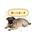 パグの楽の暮らしの言葉（個別スタンプ：14）