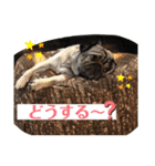 パグの楽の暮らしの言葉（個別スタンプ：15）