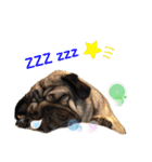 パグの楽の暮らしの言葉（個別スタンプ：22）