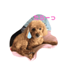 トイプードルのクゥ（個別スタンプ：2）