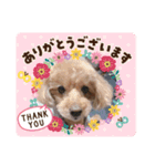トイプードルのクゥ（個別スタンプ：4）