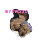 トイプードルのクゥ（個別スタンプ：8）