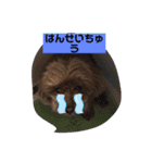トイプードルのクゥ（個別スタンプ：11）