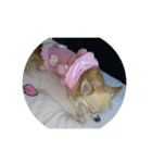 ラブリーしなちゃんの1日ワン（個別スタンプ：8）