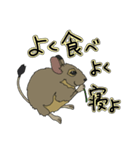 ねぎらいデグー（個別スタンプ：5）