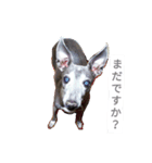 サスケSASUKE stomp（個別スタンプ：3）