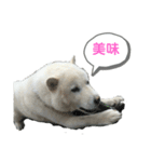 しーさんの日常（個別スタンプ：3）