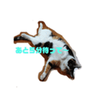 かりまろん②（個別スタンプ：1）