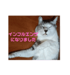 かりまろん②（個別スタンプ：6）