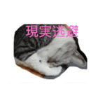 かりまろん②（個別スタンプ：8）