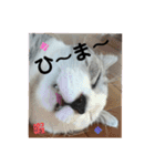 かりまろん②（個別スタンプ：13）