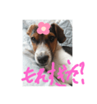 犬桜のスタンプ（個別スタンプ：3）