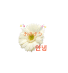 フラワーあいさつ韓国語（個別スタンプ：2）