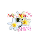 フラワーあいさつ韓国語（個別スタンプ：5）