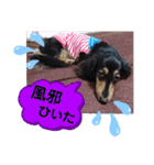 ダックス  あんじゅ ★病気★（個別スタンプ：1）