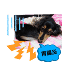ダックス  あんじゅ ★病気★（個別スタンプ：3）