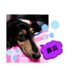 ダックス  あんじゅ ★病気★（個別スタンプ：4）