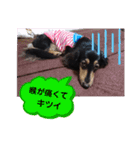 ダックス  あんじゅ ★病気★（個別スタンプ：7）