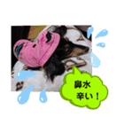 ダックス  あんじゅ ★病気★（個別スタンプ：8）