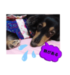 ダックス  あんじゅ ★病気★（個別スタンプ：9）