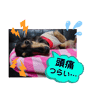 ダックス  あんじゅ ★病気★（個別スタンプ：10）