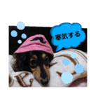 ダックス  あんじゅ ★病気★（個別スタンプ：11）