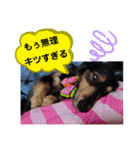 ダックス  あんじゅ ★病気★（個別スタンプ：15）