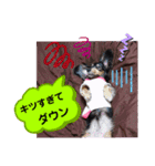ダックス  あんじゅ ★病気★（個別スタンプ：16）