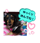 ダックス  あんじゅ ★病気★（個別スタンプ：19）