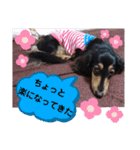 ダックス  あんじゅ ★病気★（個別スタンプ：20）