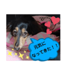 ダックス  あんじゅ ★病気★（個別スタンプ：21）