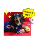ダックス  あんじゅ ★病気★（個別スタンプ：23）
