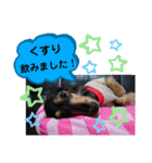 ダックス  あんじゅ ★病気★（個別スタンプ：26）