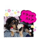 ダックス  あんじゅ ★病気★（個別スタンプ：27）